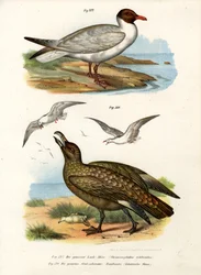 Gabbiano comune